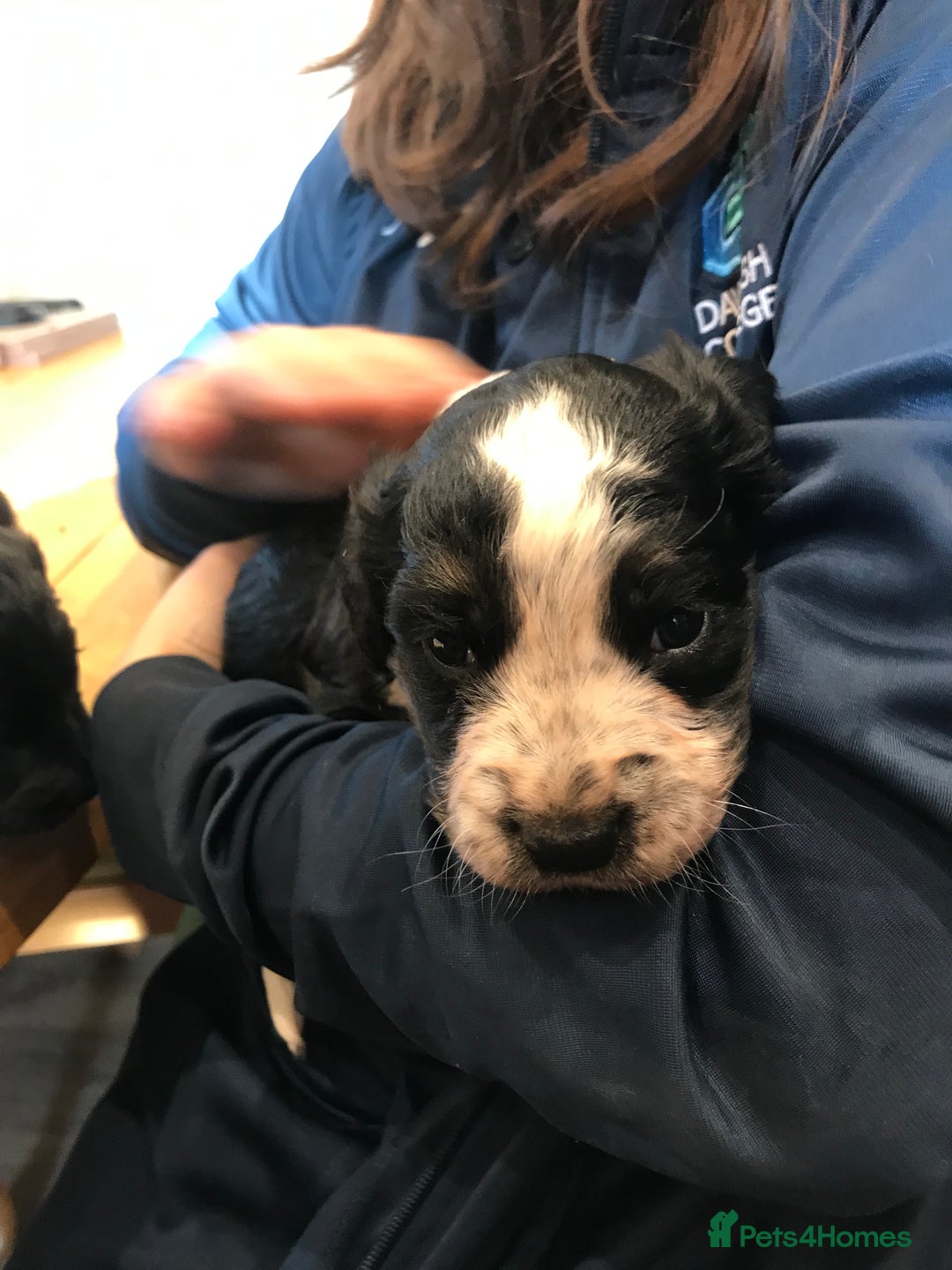 Mixed Breed dogs for sale: Collie x sprocker  - Image 7