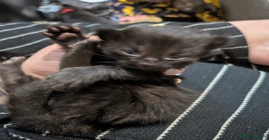 Mixed Breed cats - Advert 5