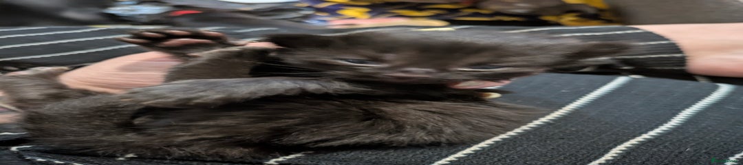 Mixed Breed Kitten 2