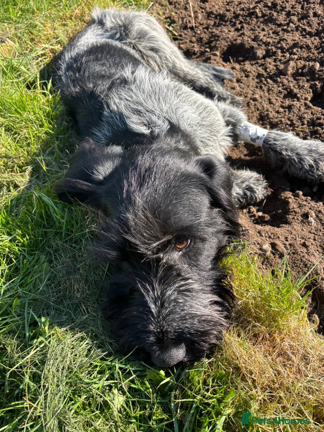 German Wirehaired Pointer dogs for sale: Wired haired German pointer 18 months old  in Newark - Advert 2