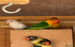 Lovebirds birds for sale: Lovebirds, Fischer and peach face  in Boston - Image 8