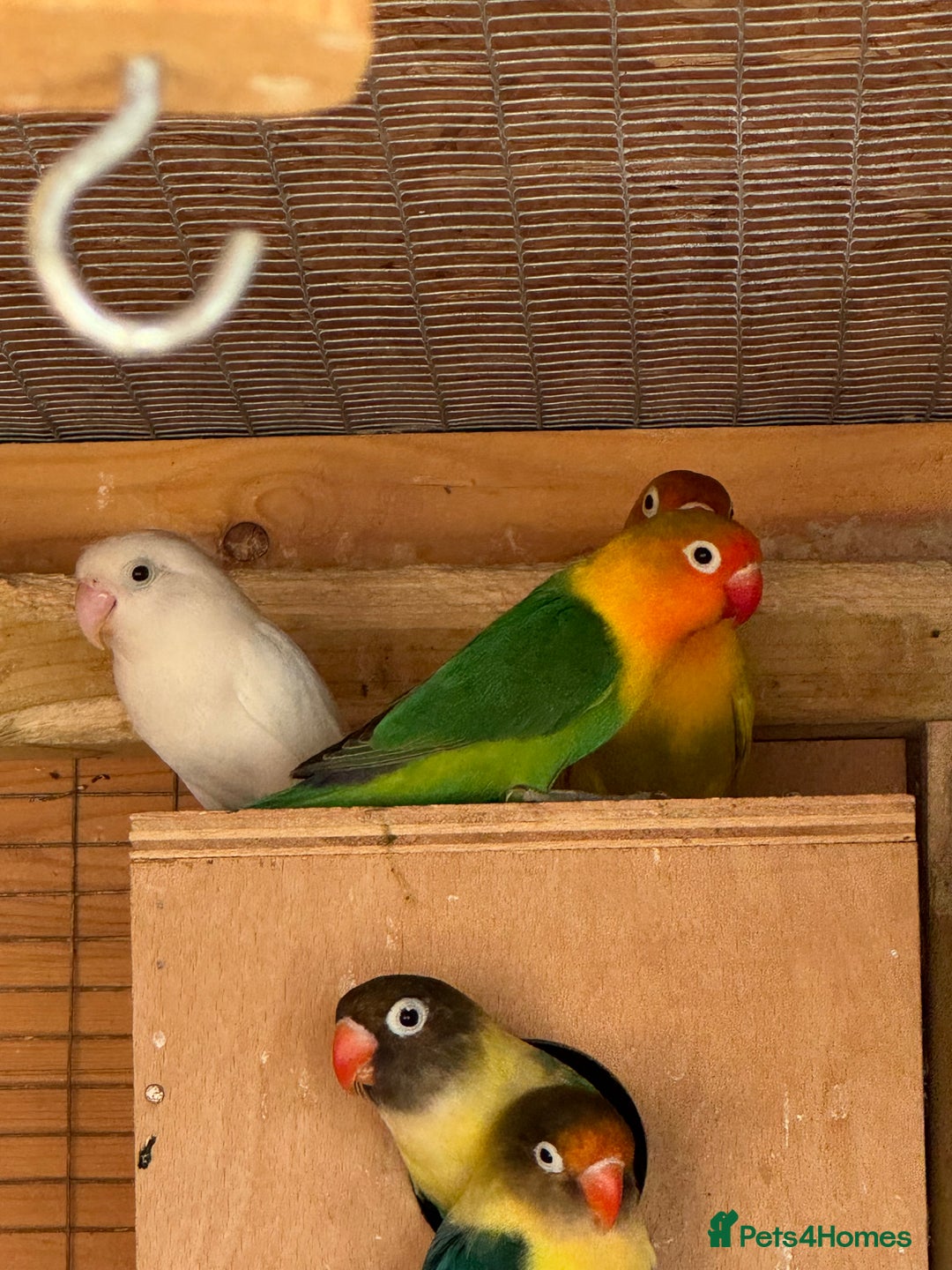 Lovebirds birds for sale: Lovebirds, Fischer and peach face  in Boston - Image 8