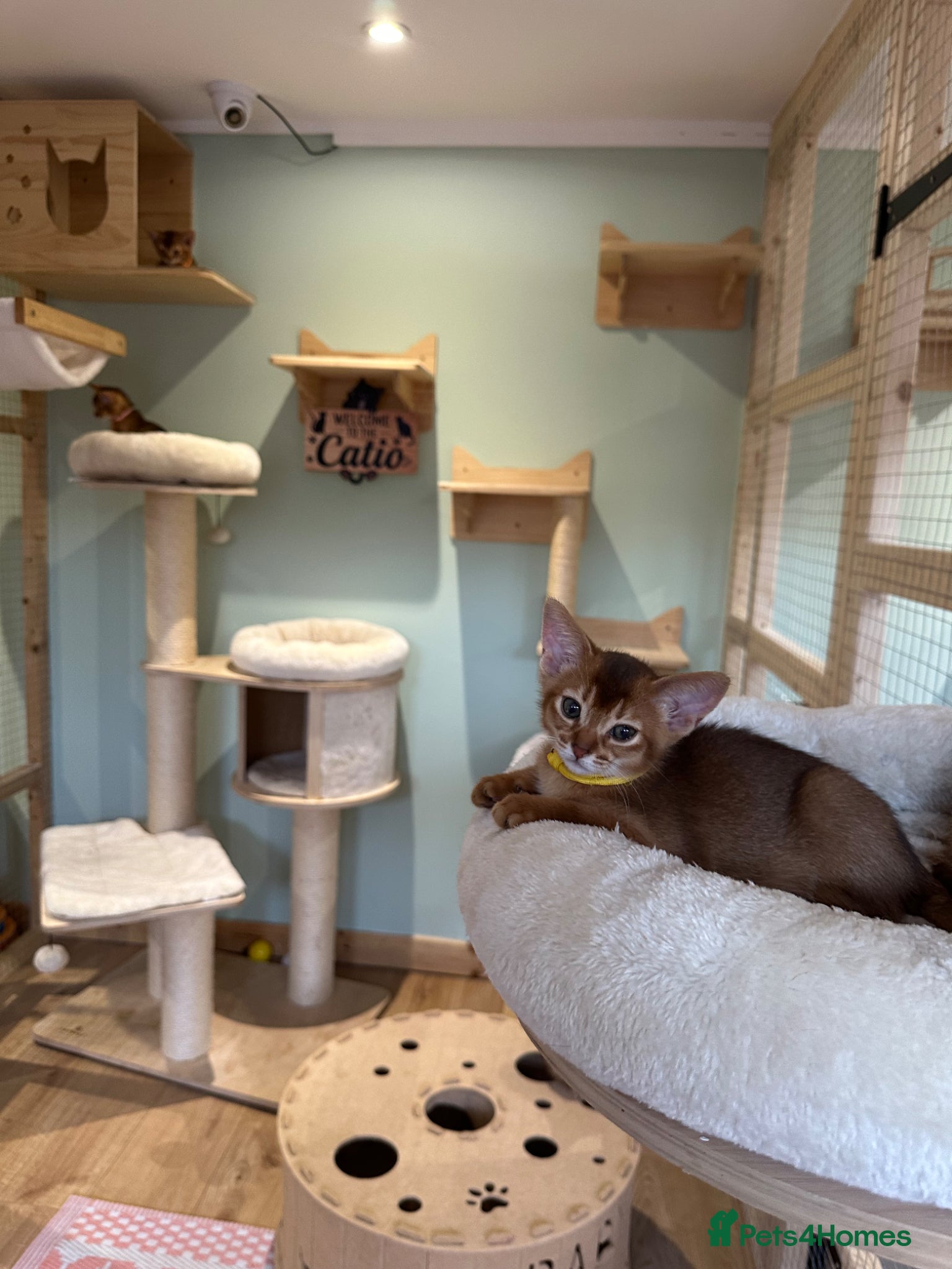 Abyssinian cats for sale: Abyssinian kittens  - Advert 14