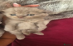 Scottish Fold cats for sale: Scottish fold and straight kittens  - Image 14