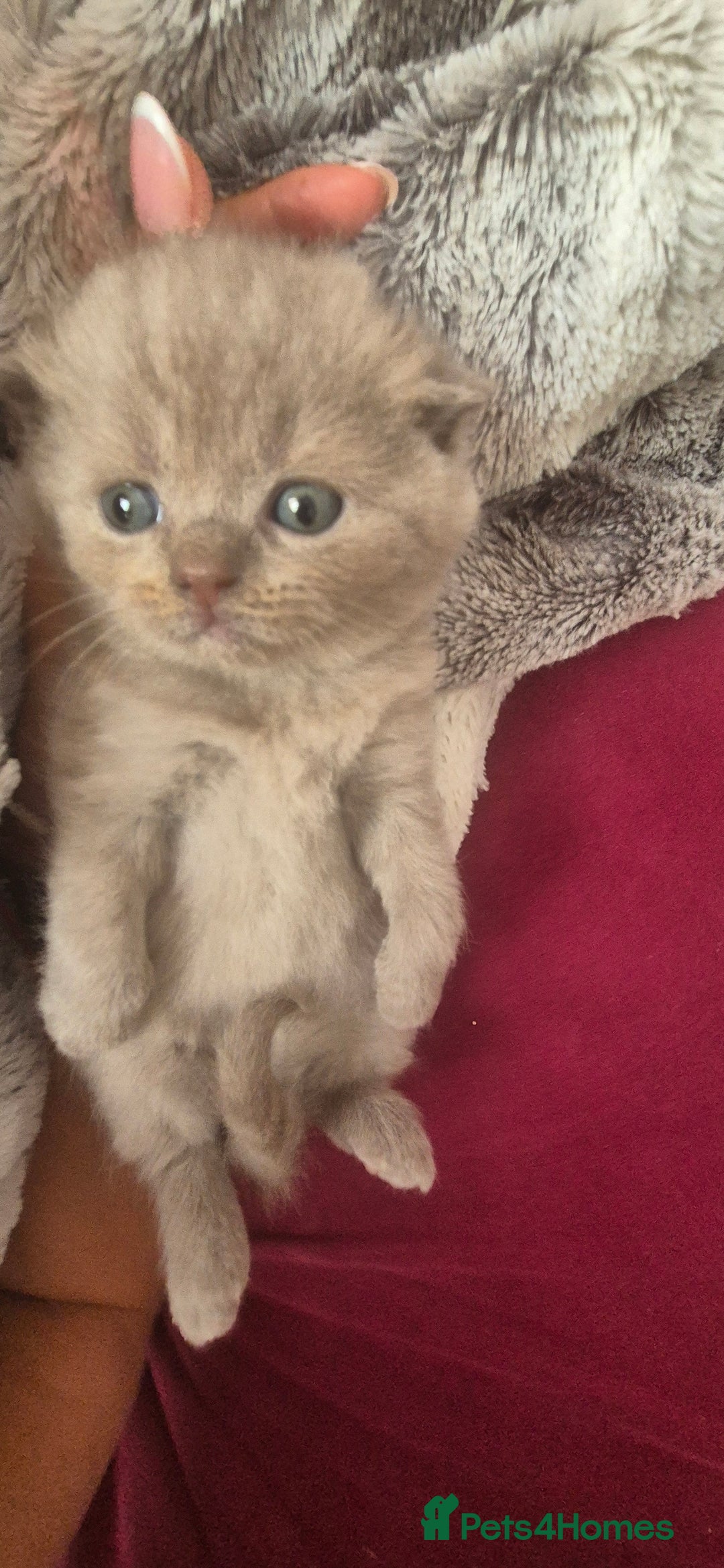 Scottish Fold cats for sale: Scottish fold and straight kittens  - Image 14
