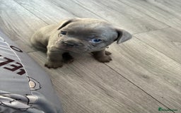 French Bulldog dogs for sale: Frenchie puppy  - Image 15