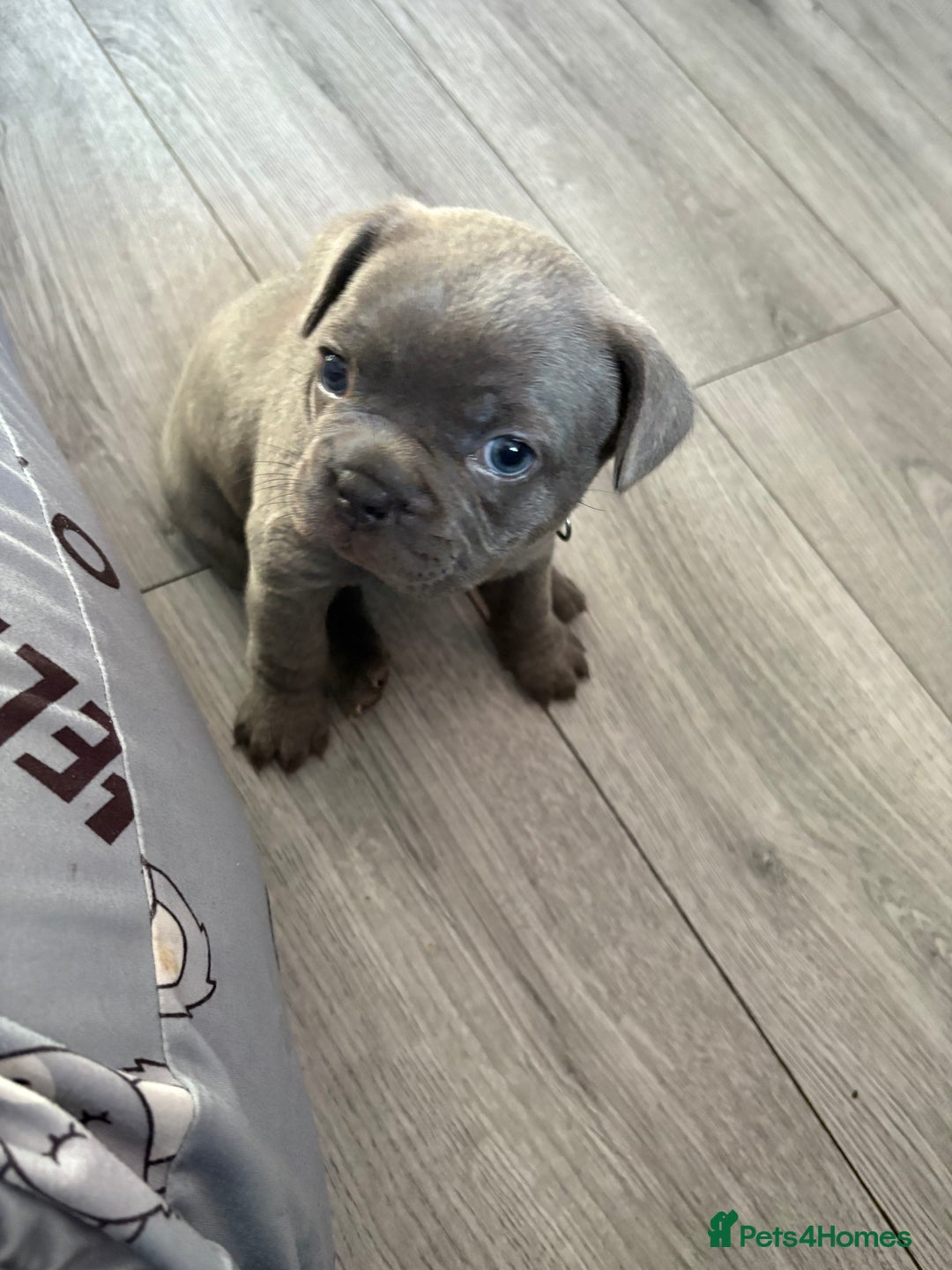 French Bulldog dogs for sale: Frenchie puppy  - Image 15