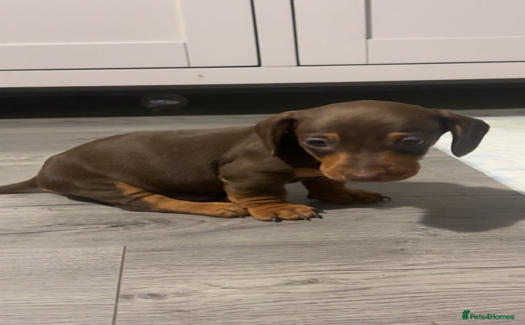 Miniature Dachshund dogs KC Reg Miniature Dachshund Puppies - Advert 13