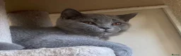 British Shorthair cats for sale: Championship line GCCF British Shorthair Kittens - Advert 18