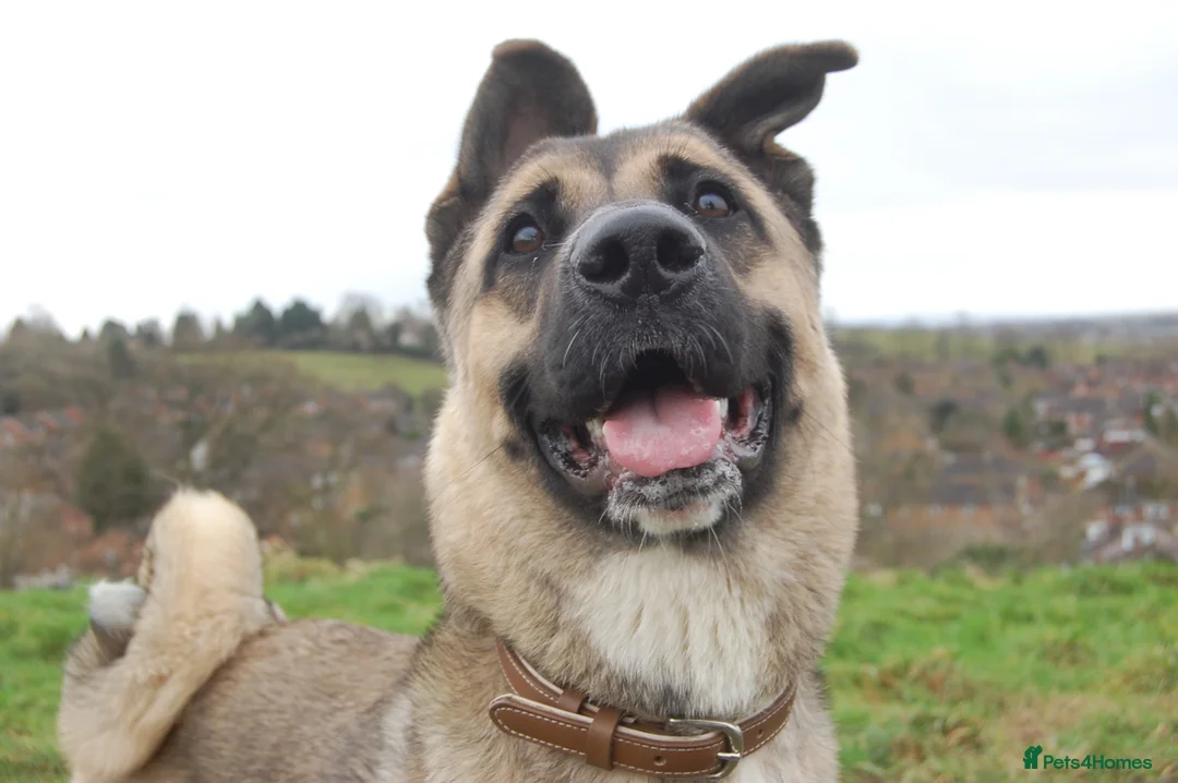 Mixed Breed dogs for sale: Mixed breed for adoption in Redditch - Advert 4