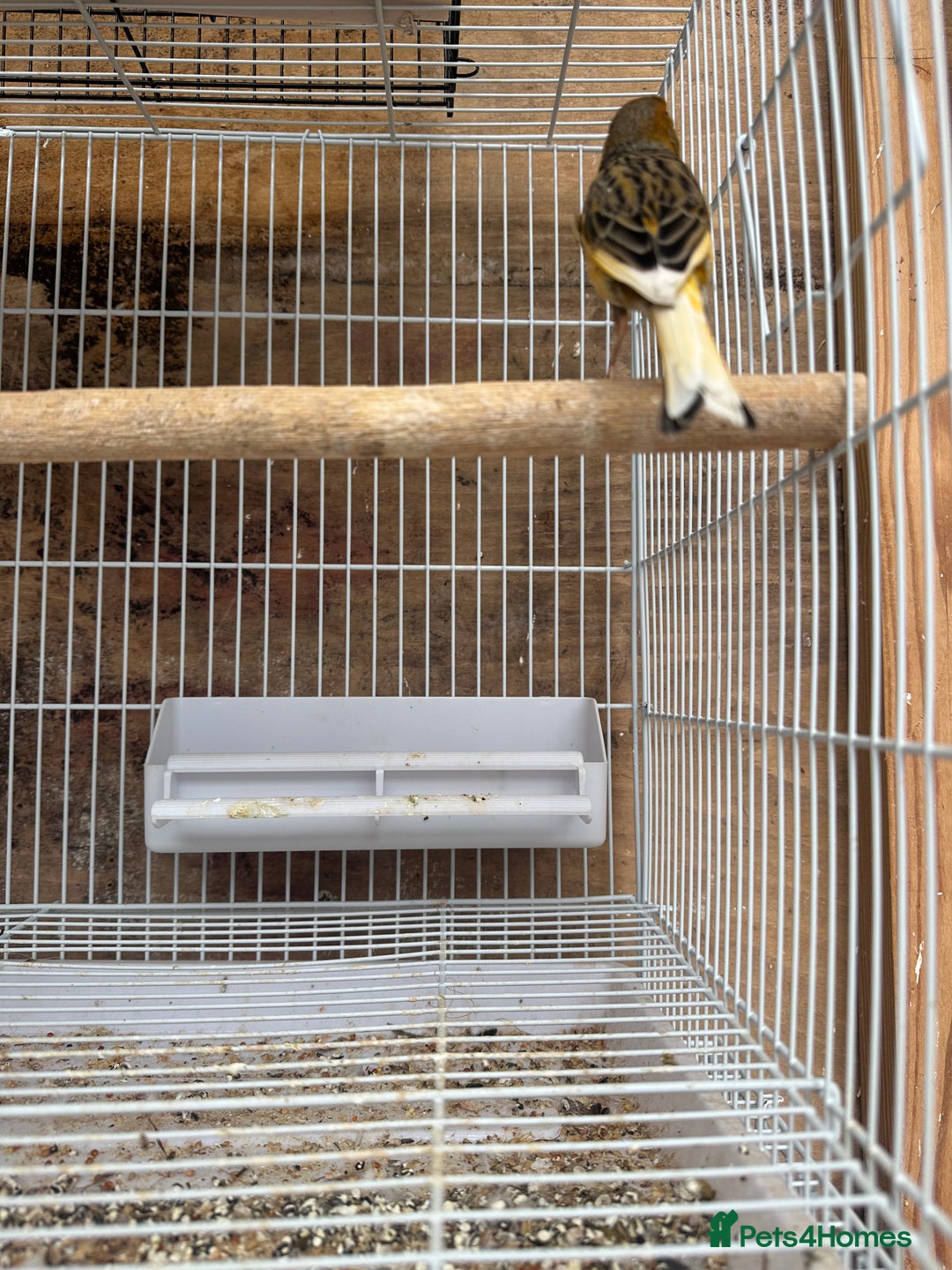 Canaries birds for sale: Canary male - Image 2