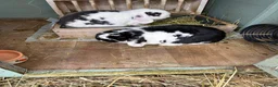 Mini Lop rabbits for sale: Male and female bonded pair of mini lop rabbits  in Bolton - Advert 2