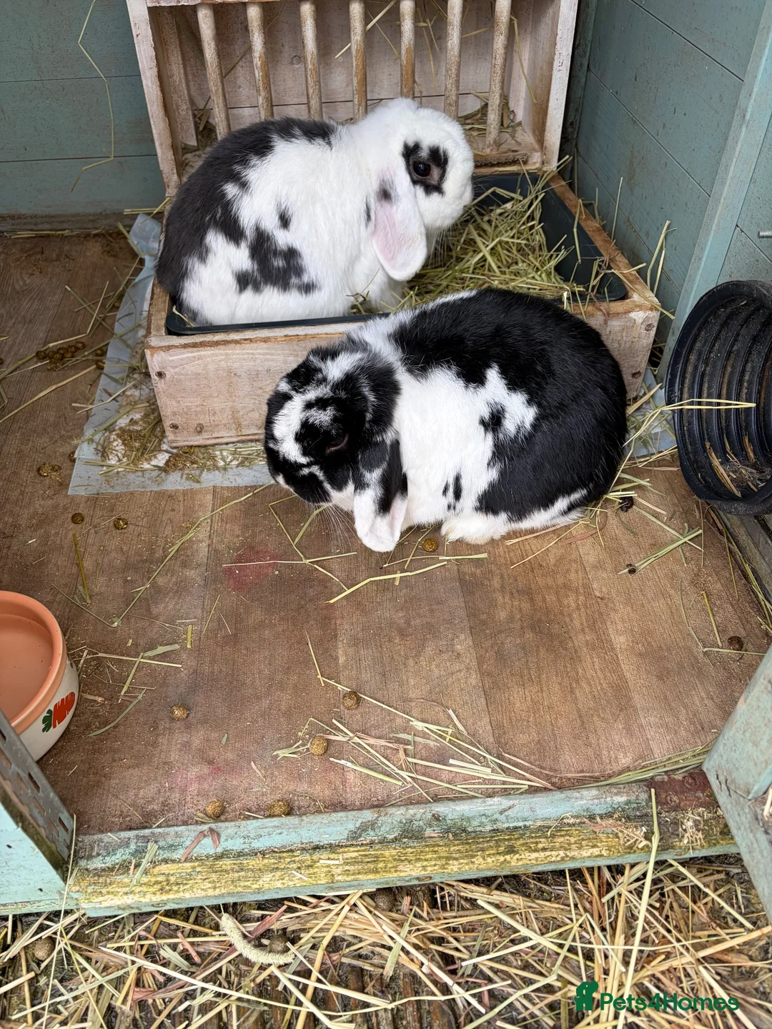 Mini Lop rabbits for sale: Male and female bonded pair of mini lop rabbits  in Bolton - Advert 2