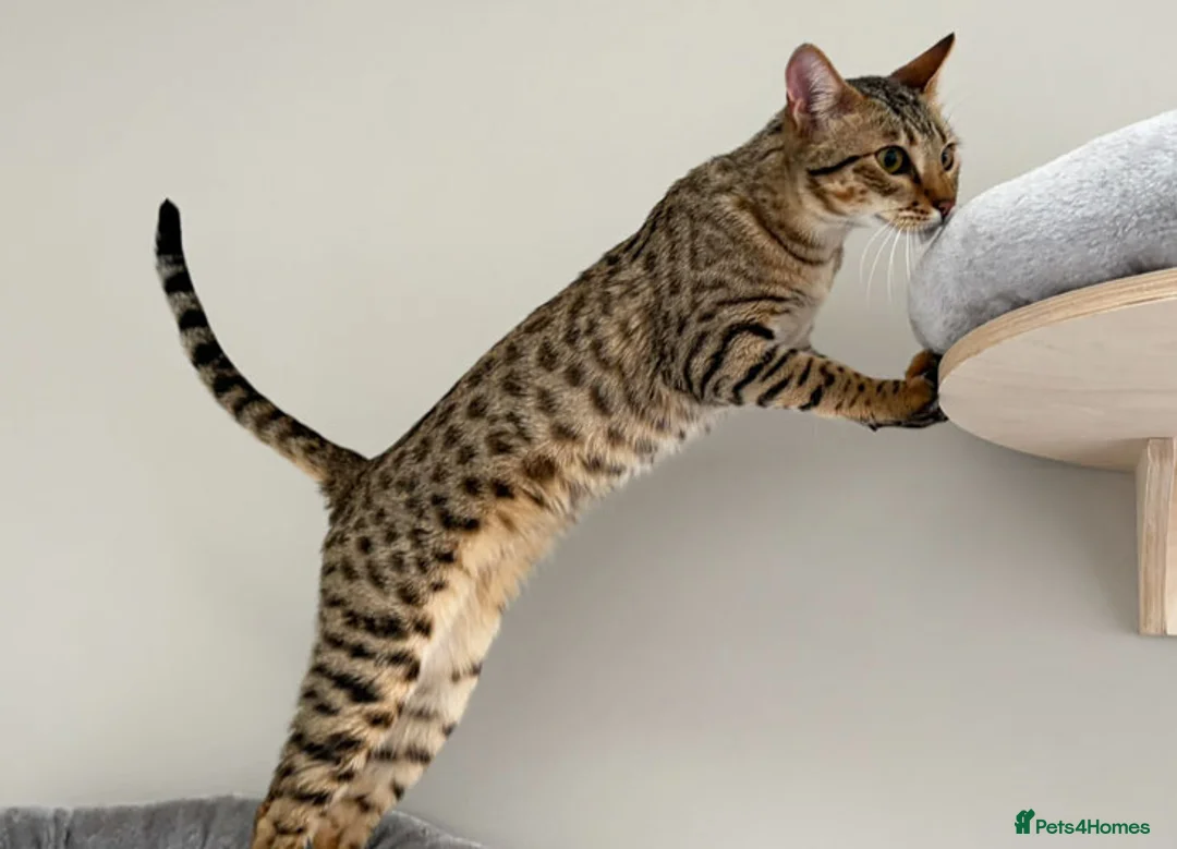 Savannah cats for sale: Sittingpretty Squealer F5 SBT Savannah female - Advert 20