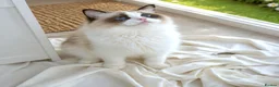 Ragdoll cats for sale: ✨ Exceptional Ragdolls,a distinguished lineage ✨ - Advert 18