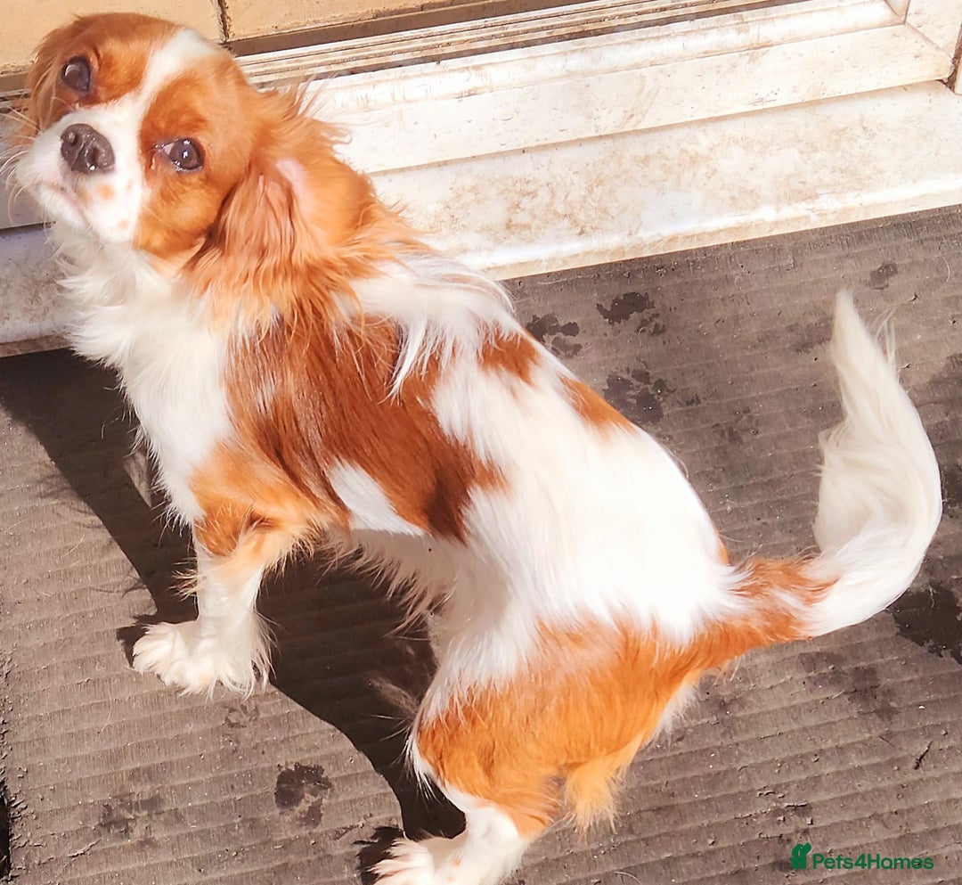 Pekingese Tibetan Spaniel Pekingese Tibetan Spaniel Mix Pekingese