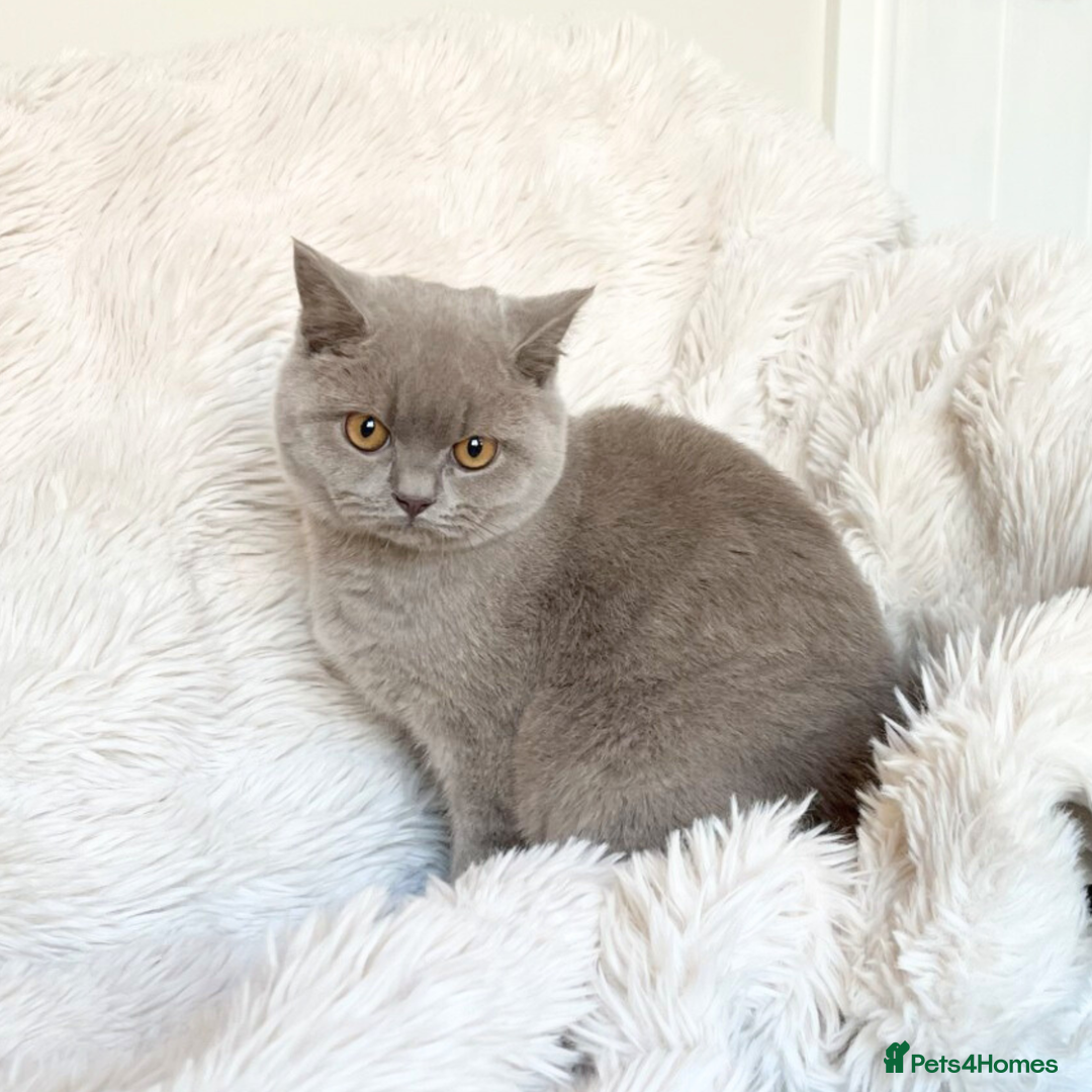 British Shorthair cats for sale: Fawn PKD Clear Active GCCF Reg Male - Advert 8
