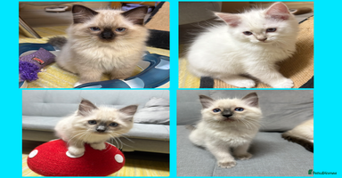 Ragdoll cats - Advert 7