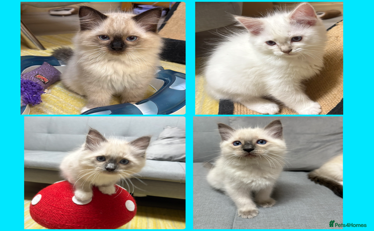 Ragdoll cats - Advert 4