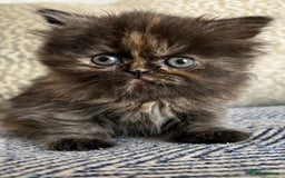 Persian cats for sale: Pure Persian kittens - Image 15