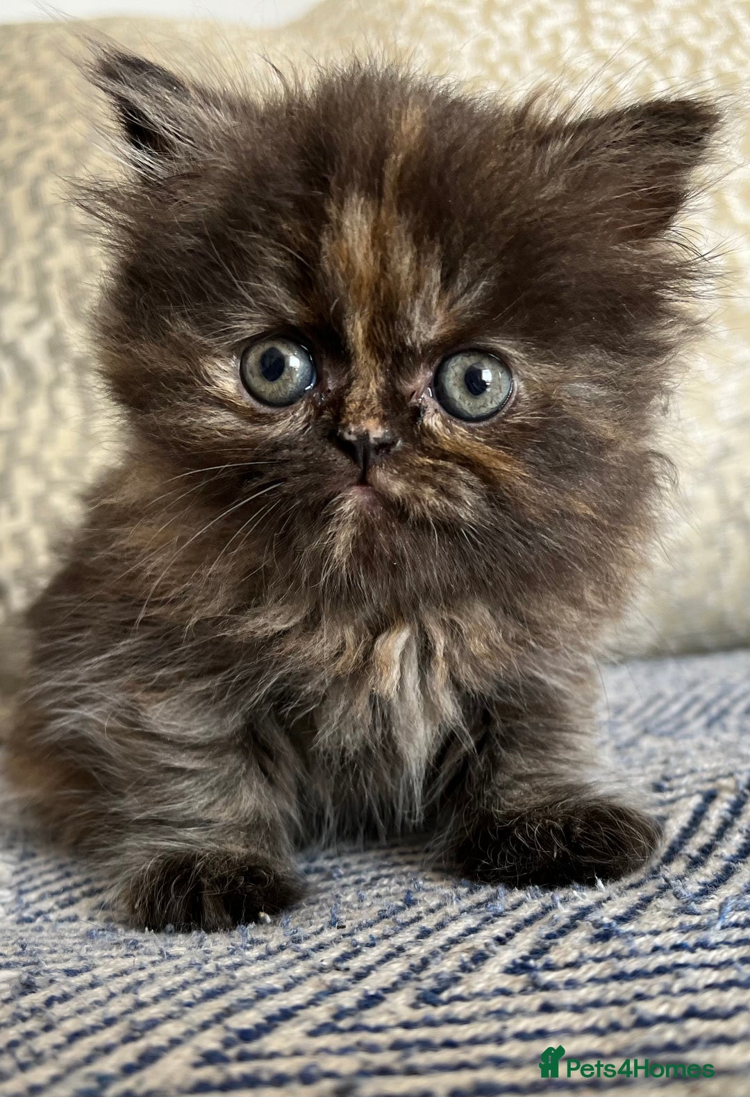 Persian cats for sale: Pure Persian kittens - Image 15