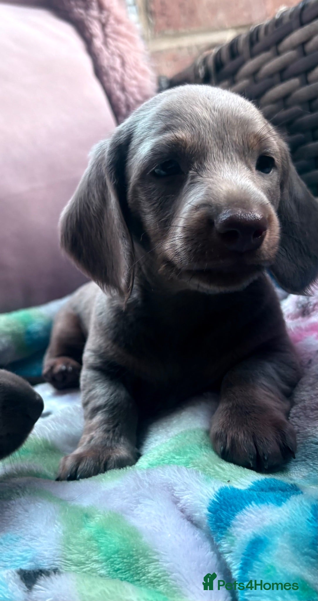 Miniature Dachshund dogs Beautiful Miniature Dachshund Puppies 🐾❤️ - Advert 1