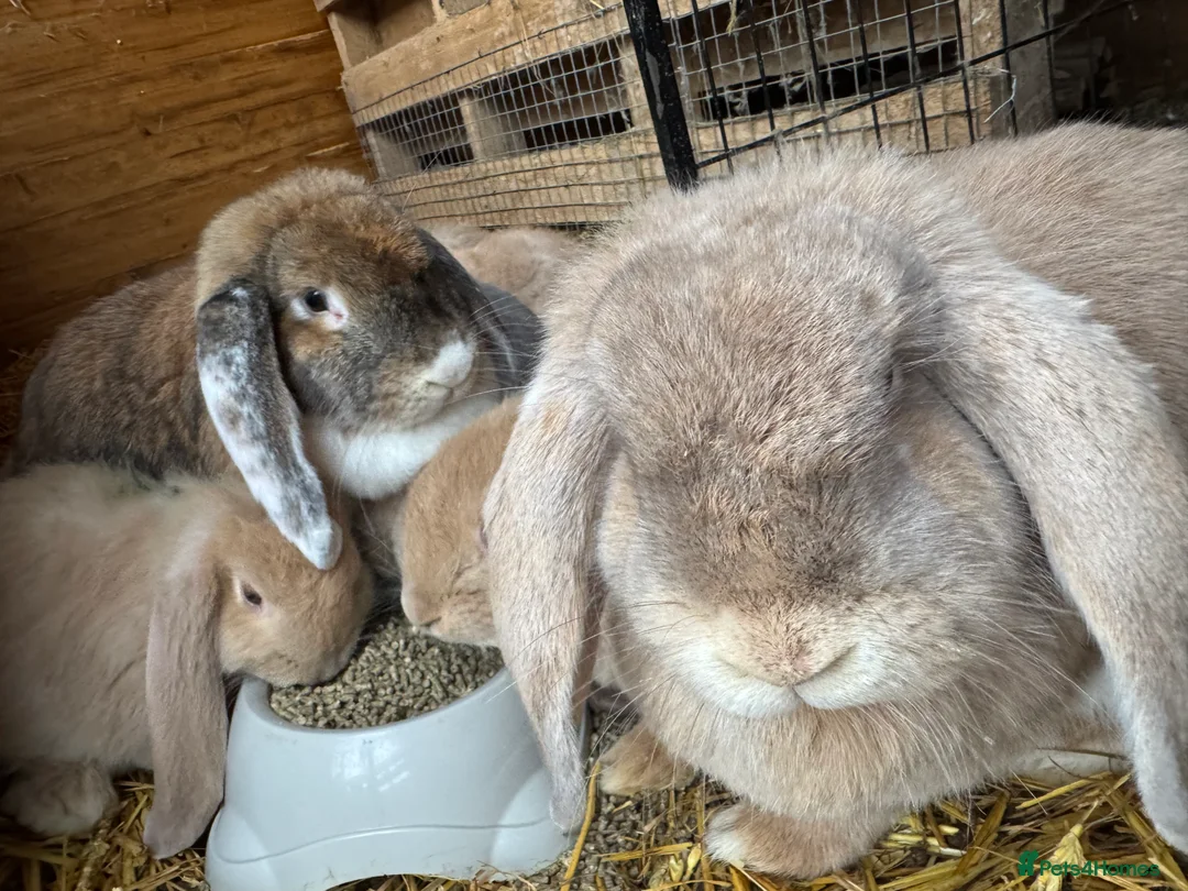French Lop rabbits for sale: Bonded Sister French Lops for pet home - Advert 1