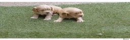 Cocker Spaniel dogs for sale: Working Cocker Spaniel puppies - Advert 6