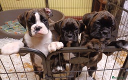 Boxer dogs for sale: Top Quality Boxer Puppies - Image 16