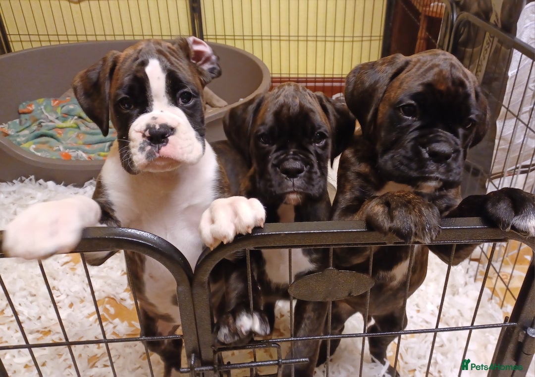 Boxer dogs for sale: Top Quality Boxer Puppies - Image 16