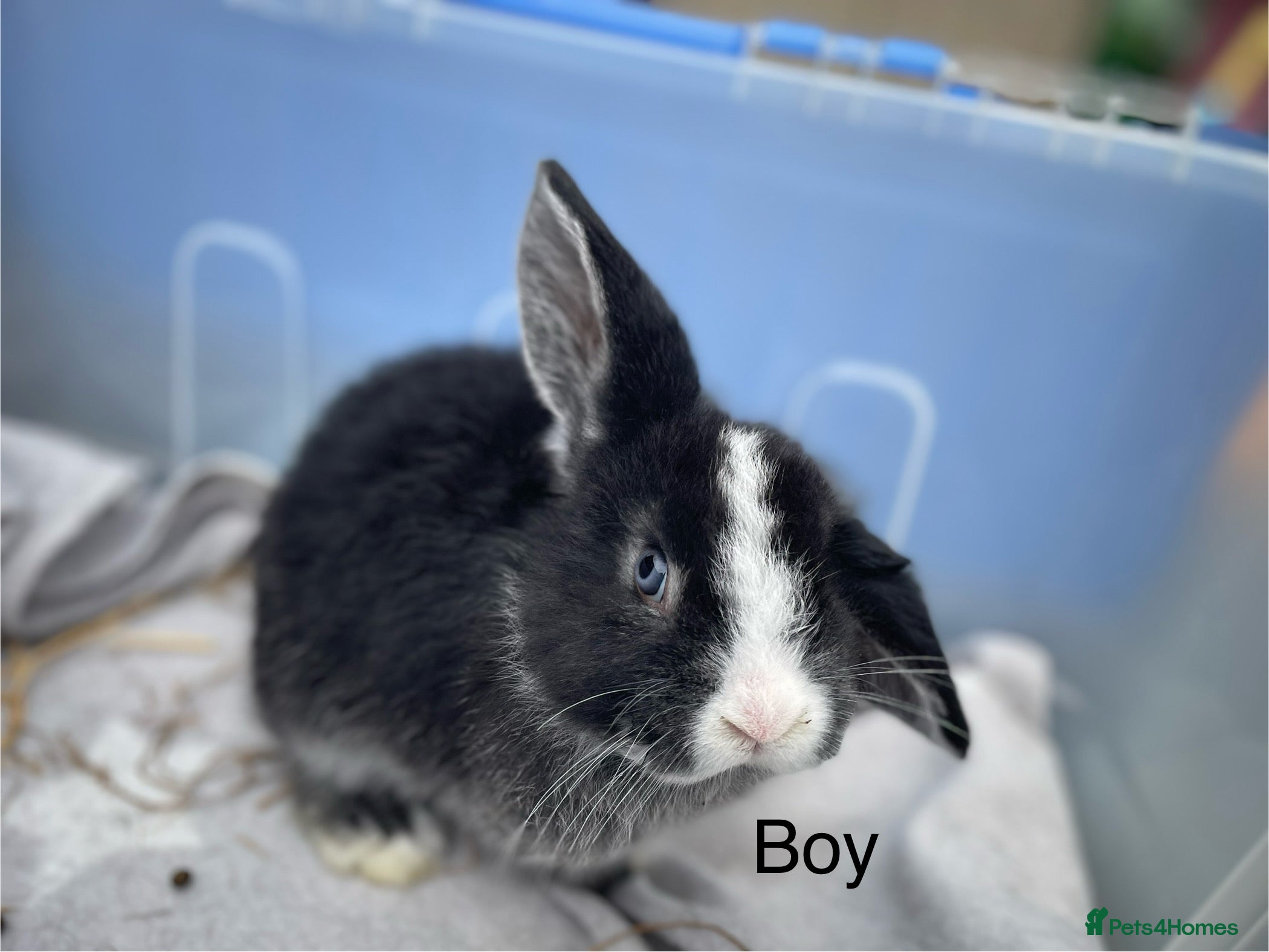 Dwarf Lop rabbits Gorgeous Dwarf Lop bunnies - 1 buck left - Advert 1