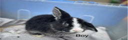 Dwarf Lop rabbits for sale: Gorgeous Dwarf Lop bunnies - 1 buck & 1 doe left - Advert 2