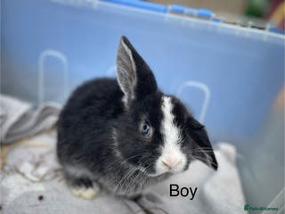 Dwarf Lop rabbits Gorgeous Dwarf Lop bunnies - 1 buck left - Advert 4