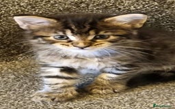 Maine Coon cats for sale: Mainecoon Kittens - Image 14