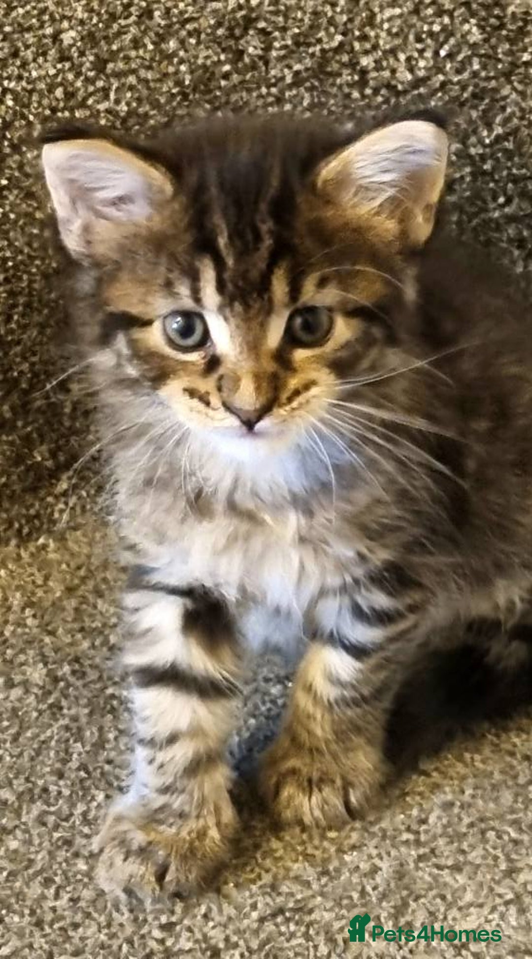 Maine Coon cats for sale: Mainecoon Kittens - Image 14