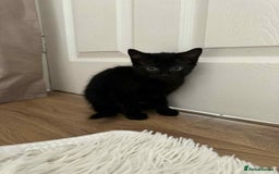 Russian Blue cats for sale: Russian Shorthair Kittens!   - Image 7