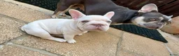 French Bulldog dogs for sale: She was my keeper. STUNNING French Bulldog Girl - Advert 5