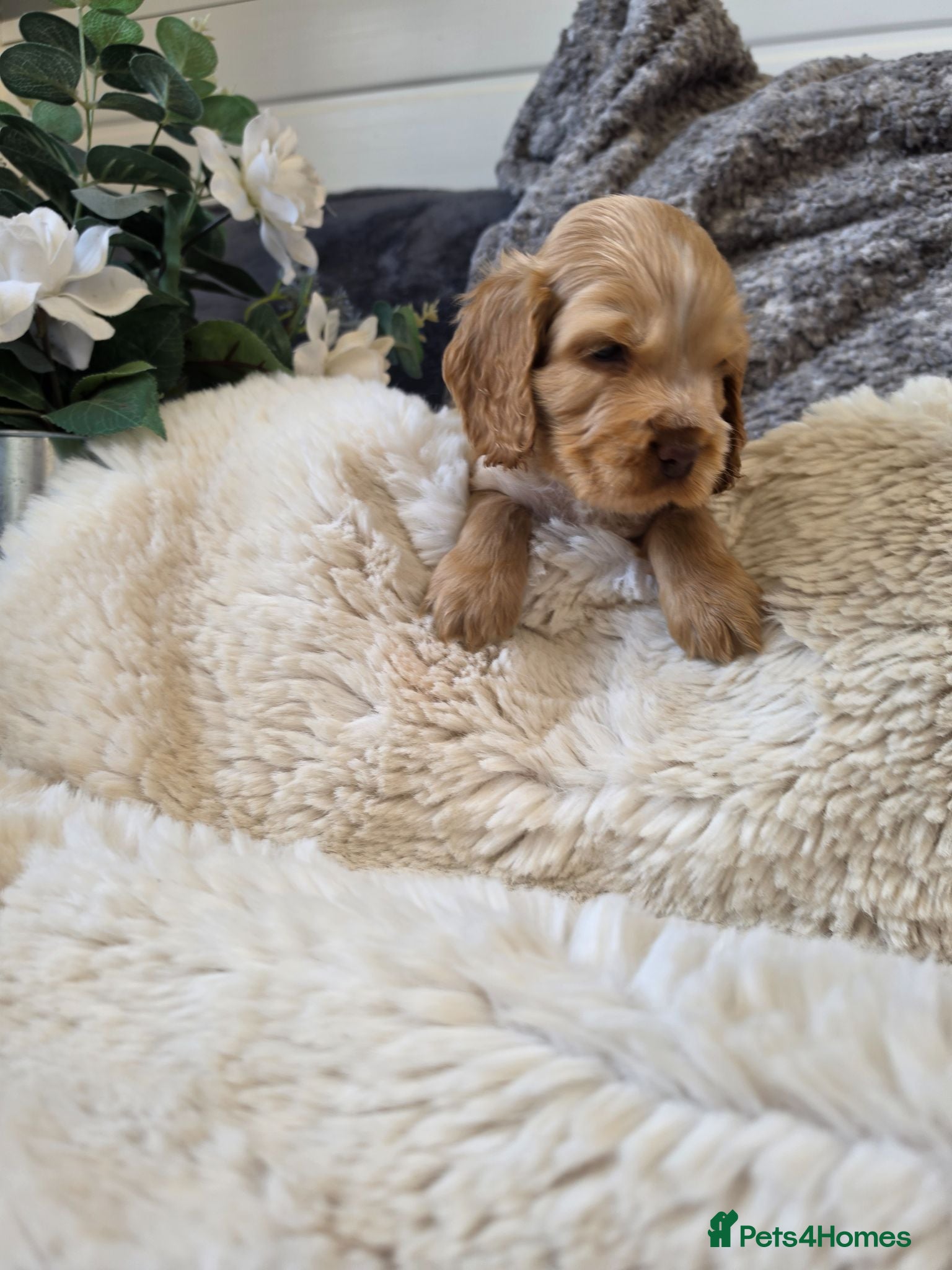 Cocker Spaniel dogs ✨️OUTSTANDING showtype health tested girl 🐶 - Advert 10