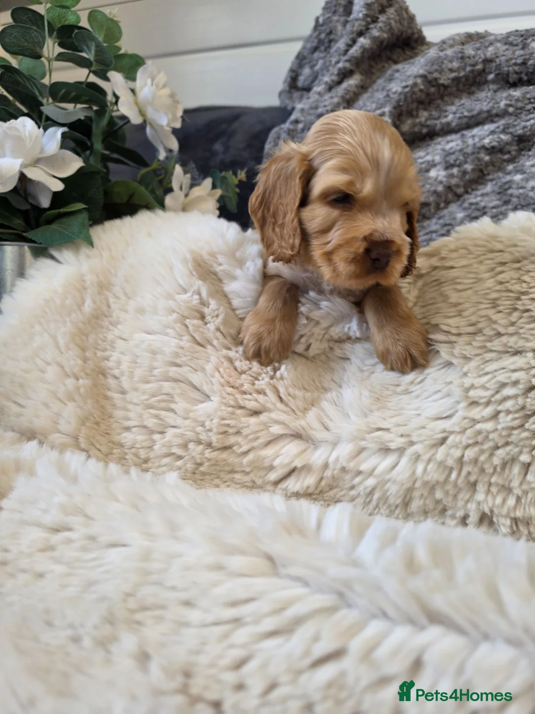 Cocker Spaniel dogs for sale: ✨️OUTSTANDING showtype health tested girl 🐶 - Advert 11