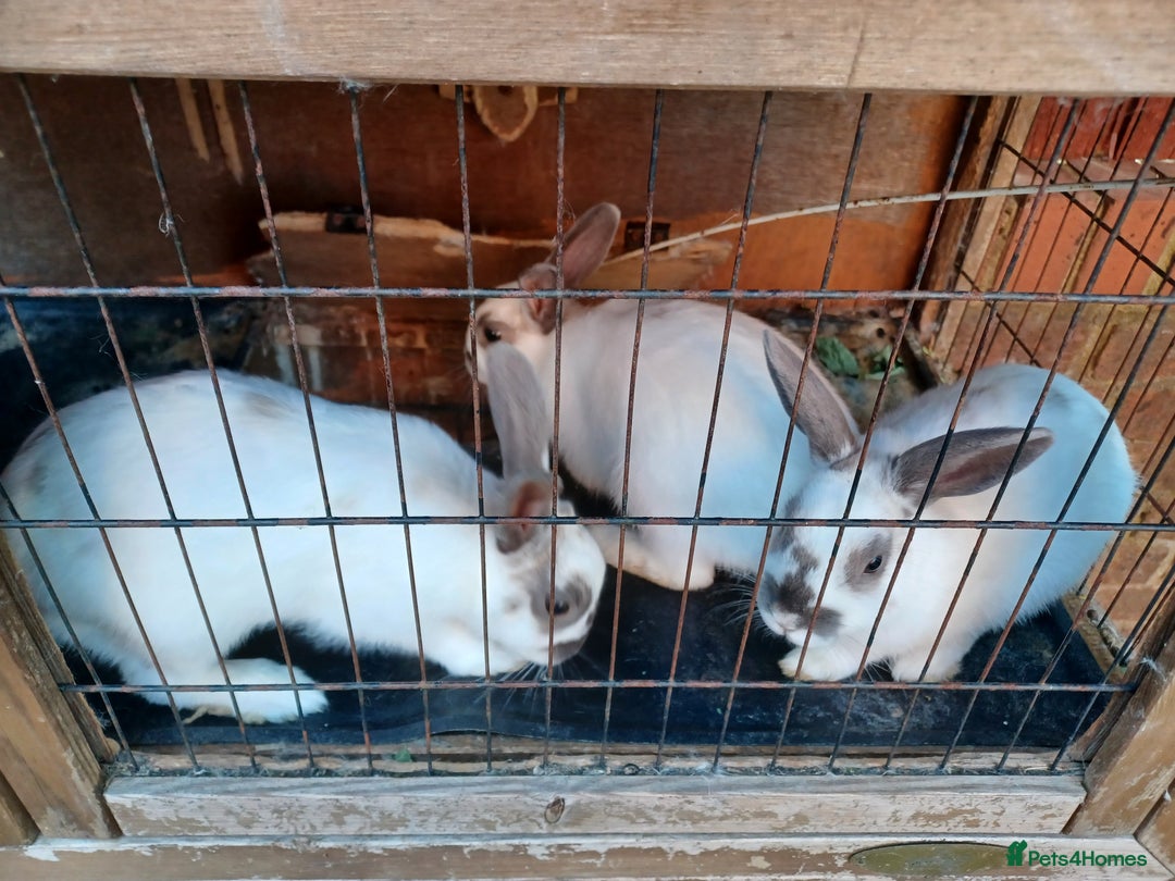 Rex rabbits for sale: Rex baby Rabits - Image 2