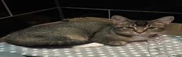 Domestic Shorthair cats for sale: 4 month spayed kitten (FREE) ready for collection in London - Advert 3