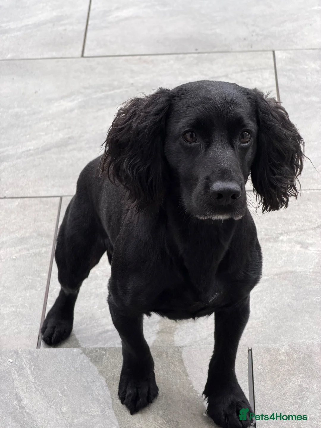 Cocker Spaniel dogs for stud: Roni cocker spaniel  in Annan - Advert 1