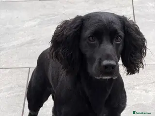 Cocker Spaniel dogs Roni cocker spaniel - Advert 1