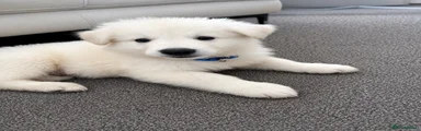 White Swiss Shepherd 1
