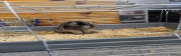 Mini Lion Lop rabbits for sale: 12 week old male rabbit  - Advert 8