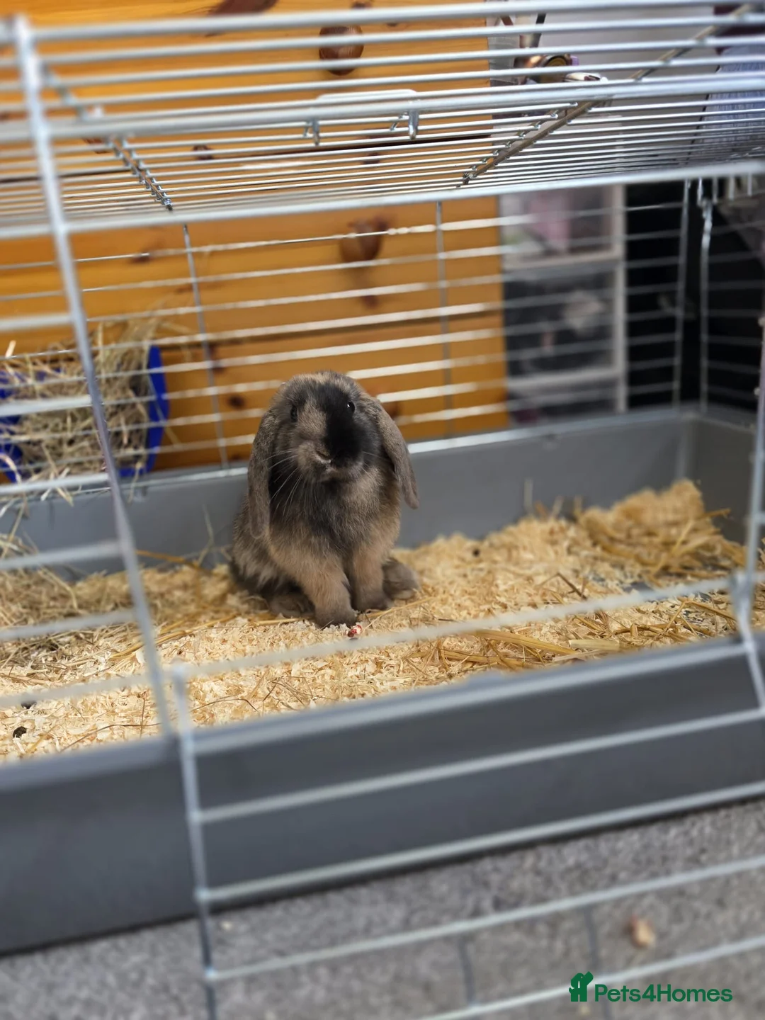 Mini Lion Lop rabbits for sale: 12 week old male rabbit  - Advert 8