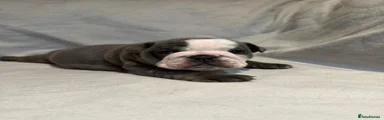 English Bulldog Puppy 2