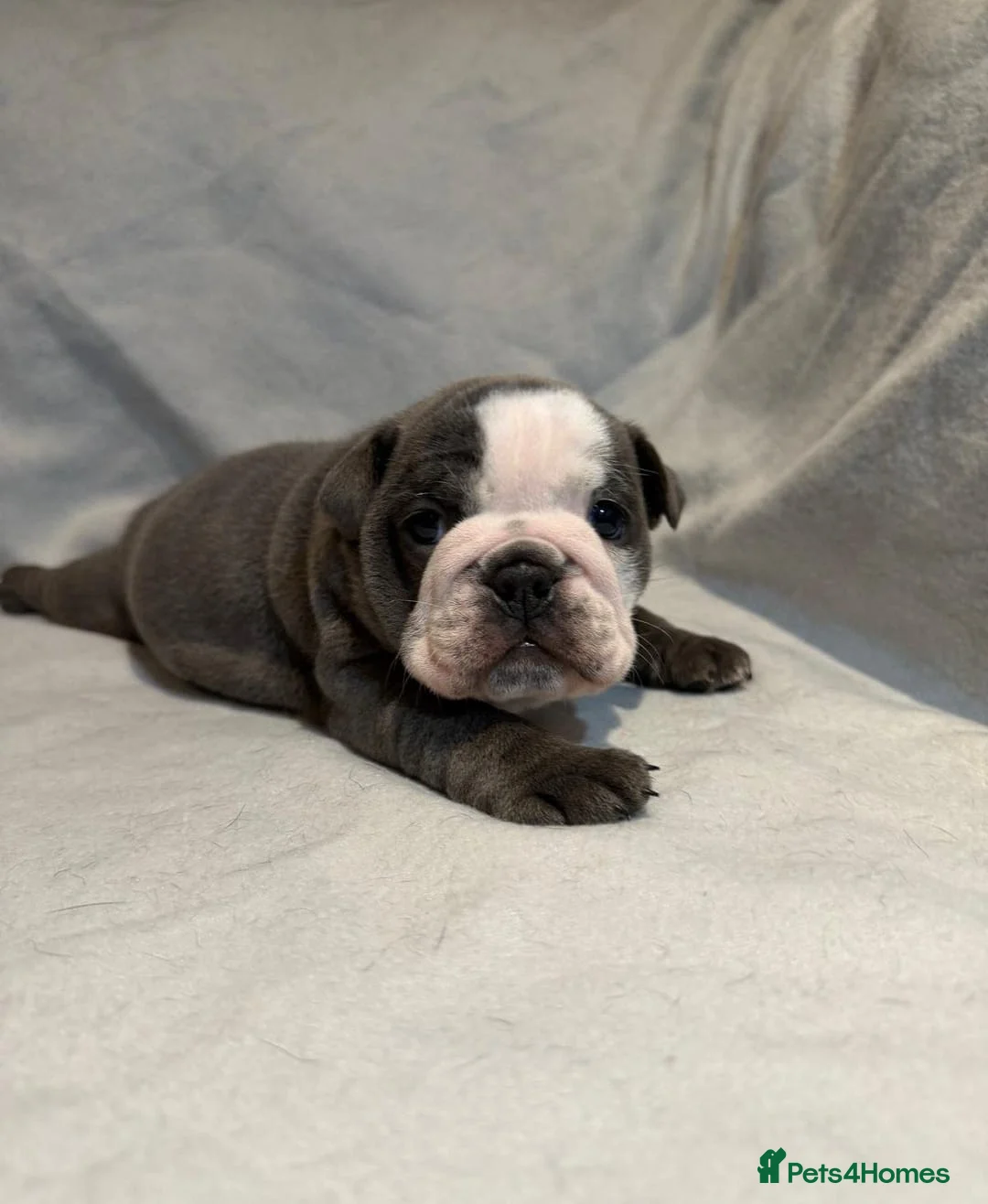 English Bulldog dogs for sale: Exceptional Blue & White English Bulldog ! Puppies - Advert 6