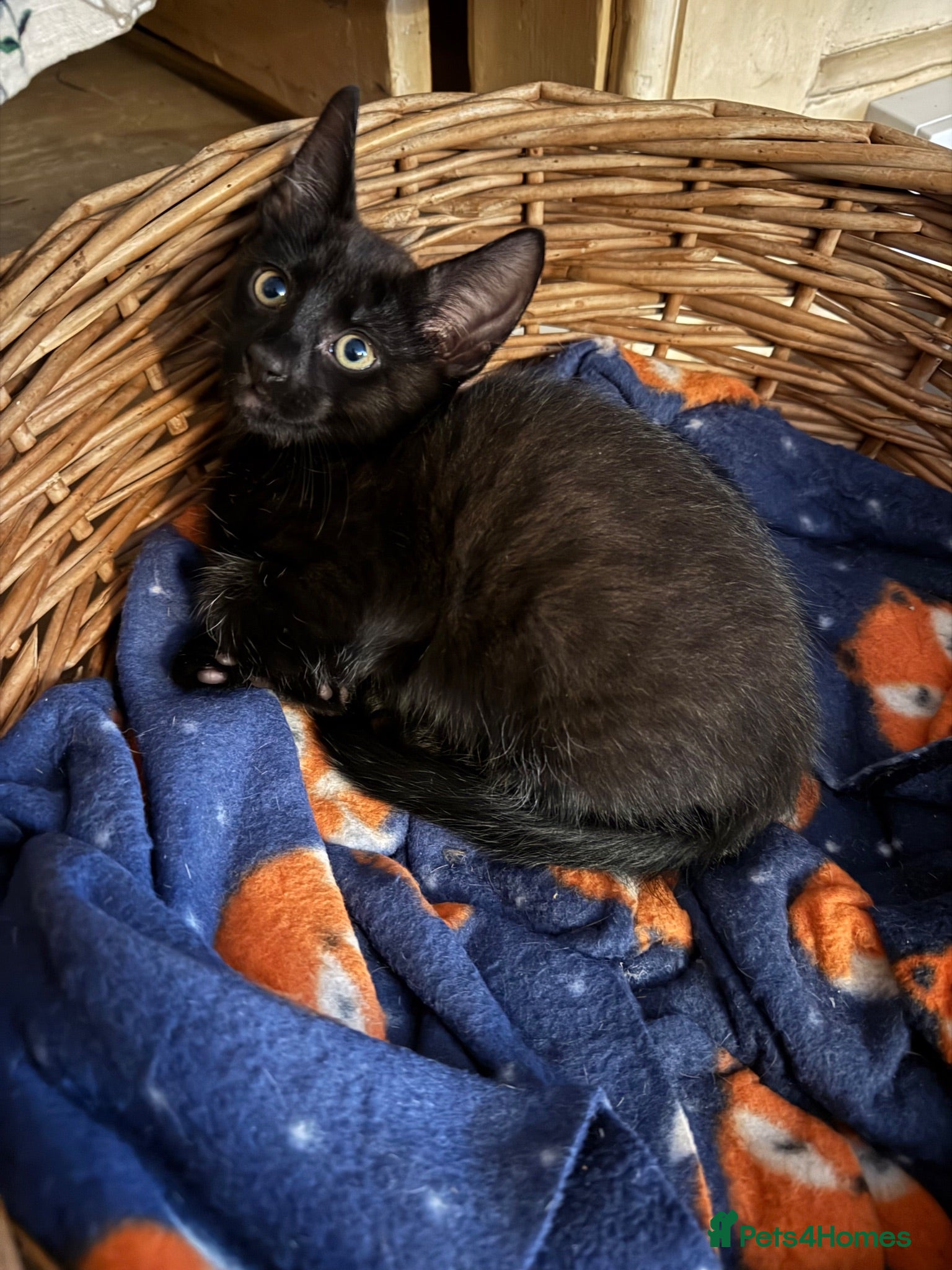 Savannah cats SavannahX GORGEOUS kittens  - Advert 2