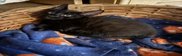 Savannah cats for sale: SavannahX GORGEOUS kittens  - Advert 2